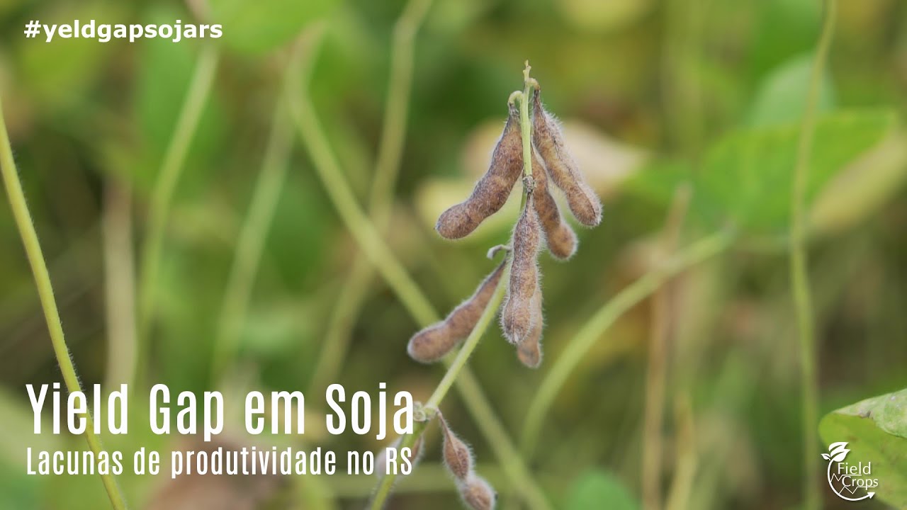 Yield Gap em Soja no RS