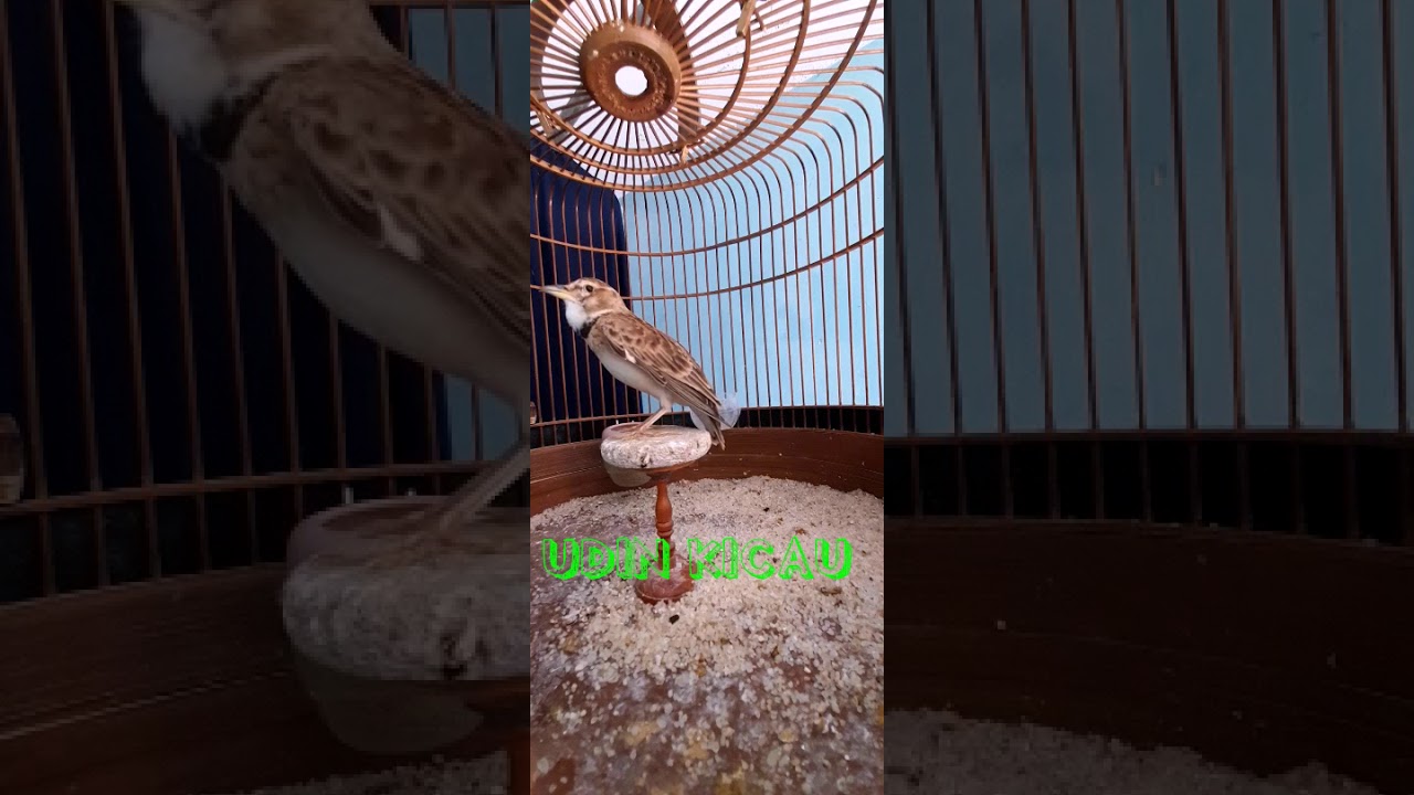 CALANDRA LARK YG BIKIN ANDA TERPESONA GACOR SIANG MALAM MATERI LOKAL