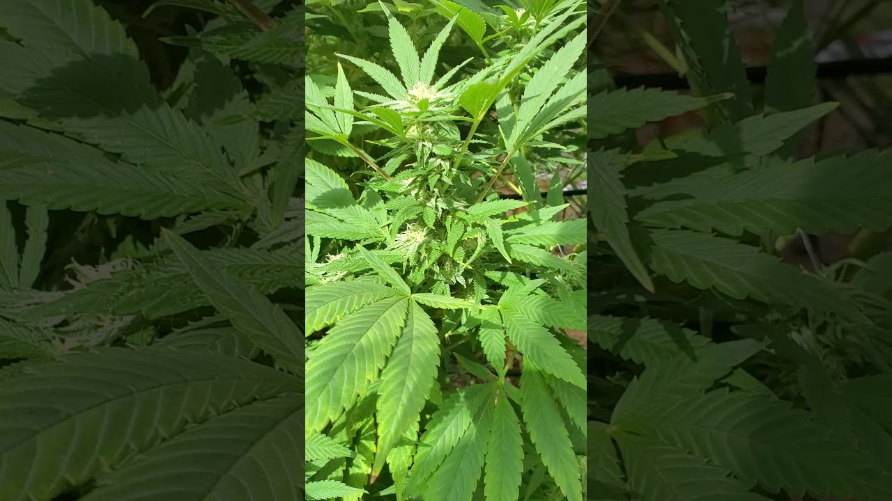 oregon outdoor grow 2021.  October 4th I harvested the sherbadough on the end. it had some bud rot.