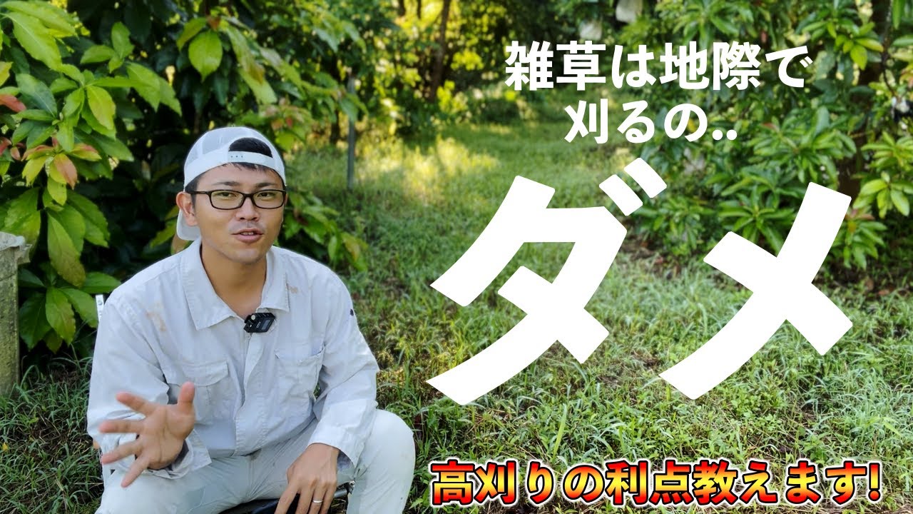 【必見】雑草は地際で刈っちゃダメな本当の理由！高刈りの6つの利点！草刈りの高さで，雑草の種類が変わるし，害虫が減る【草刈り】