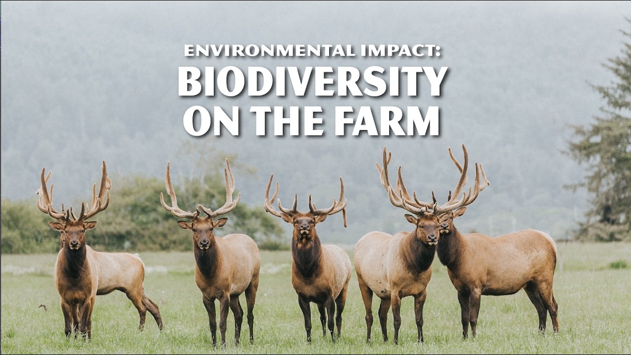Environmental Impact: Biodiversity on the Farm