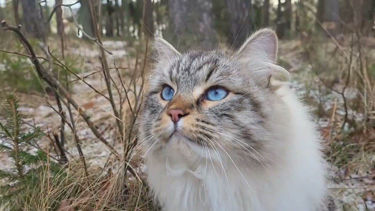 Tigris the Norwegian forest cat and Frasse, a Neva Masquerade. Saturday walk.