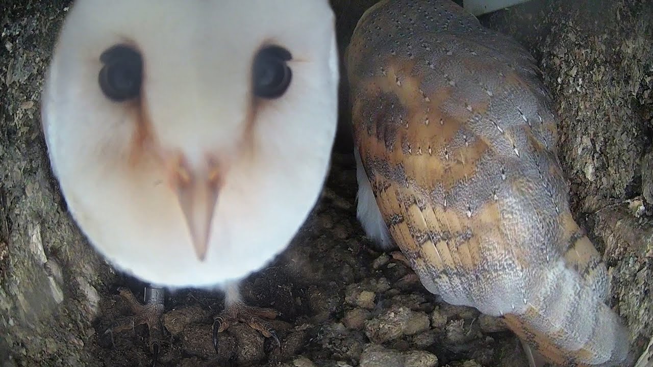 Barn Owl Lovers: Surprising Role Reversal | Gylfie & Dryer | Robert E Fuller