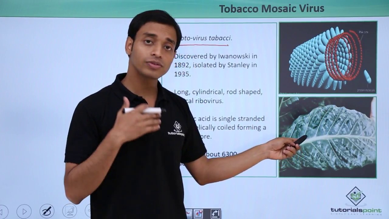 Class 11th &ndash; Virus - Tobacco Mosic Virus | Biological Classification | Tutorials Point