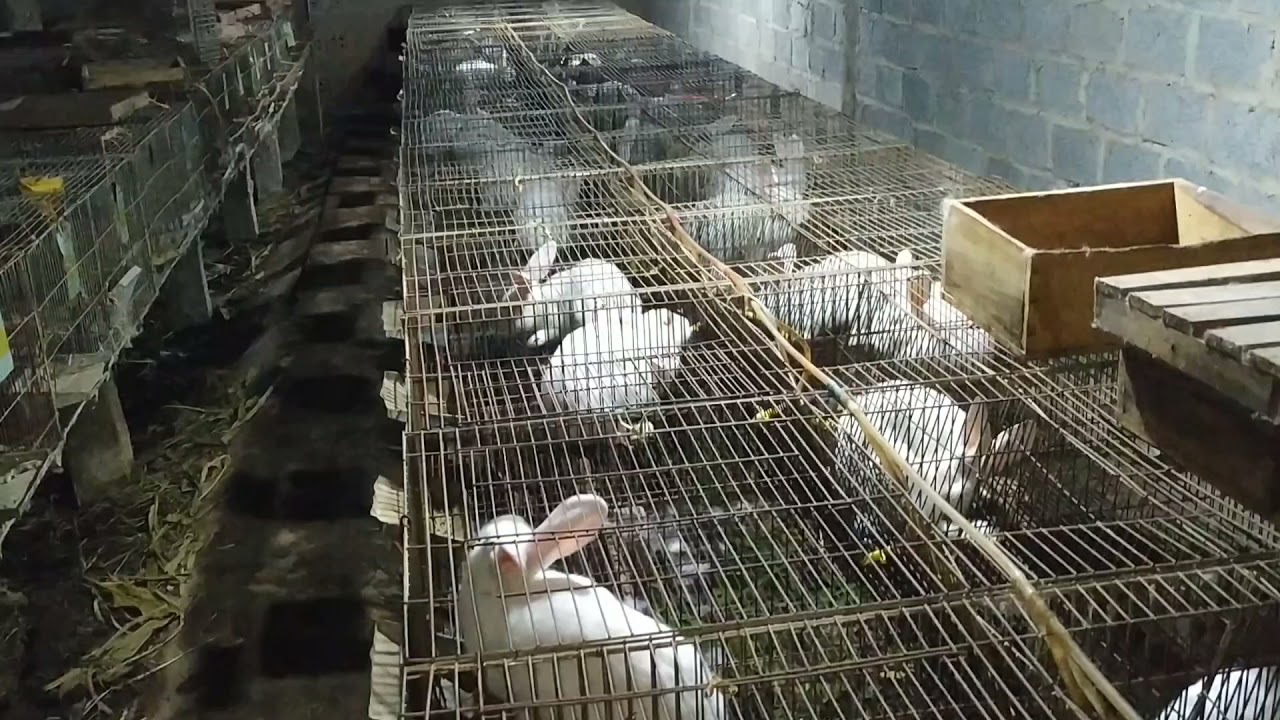 Sự thật về nuôi thỏ và những điều người mới nuôi thỏ nên biết | KỸ THUẬT NUÔI THỎ