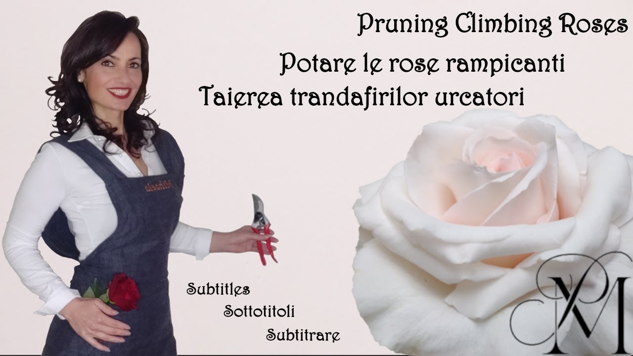 Potatura rose rampicanti, climbers, Pierre de Ronsard - guida completa con dettagli