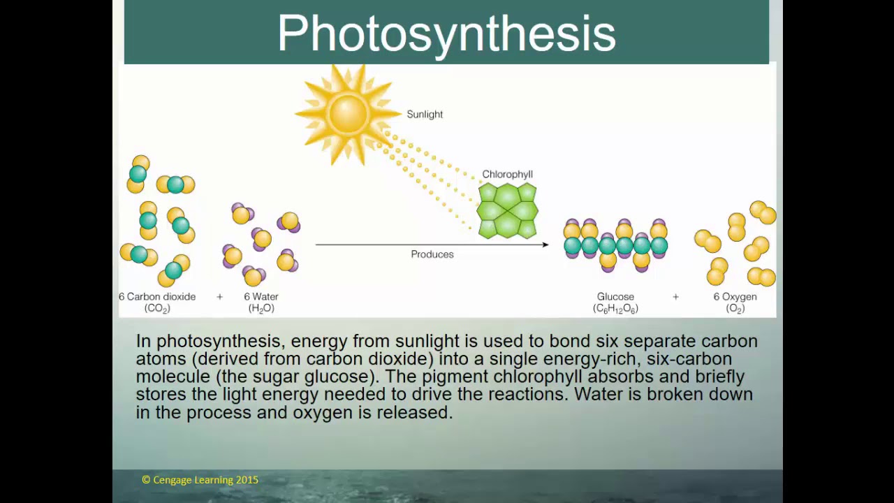 OCE 1001 Lecture: Life in the Ocean
