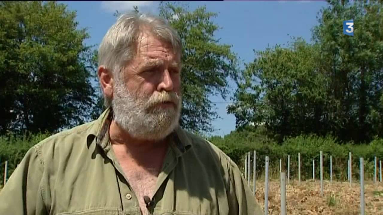 Des centaines de pieds de vigne arrachés sauvagement dans le Sancerrois