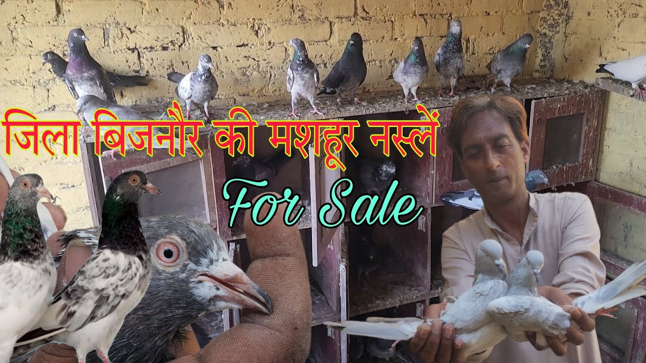 जिला बिजनौर की मशहूर नस्लें। रामपुरी और कासनी कबूतरों का बेहतरीन शाज़। Shariq bhai 8791562135