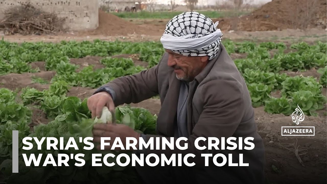 Syrian farming attempts recovery: Sector looks to repair shattered productivity