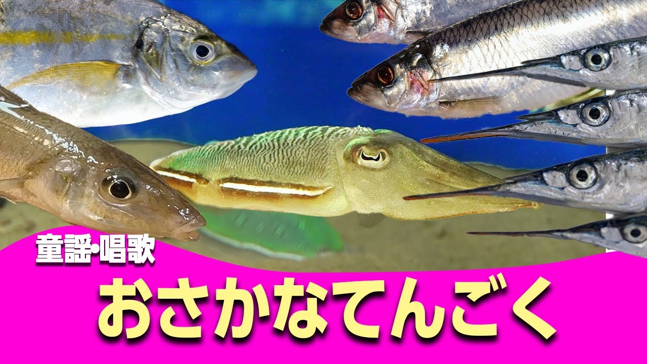 おさかな天国♪【童謡・唱歌・うた】 好きだとイワシて サヨリちゃん タイしたもんだよ スズキくん♪～歌詞付きアニメーション/Japanese kids song