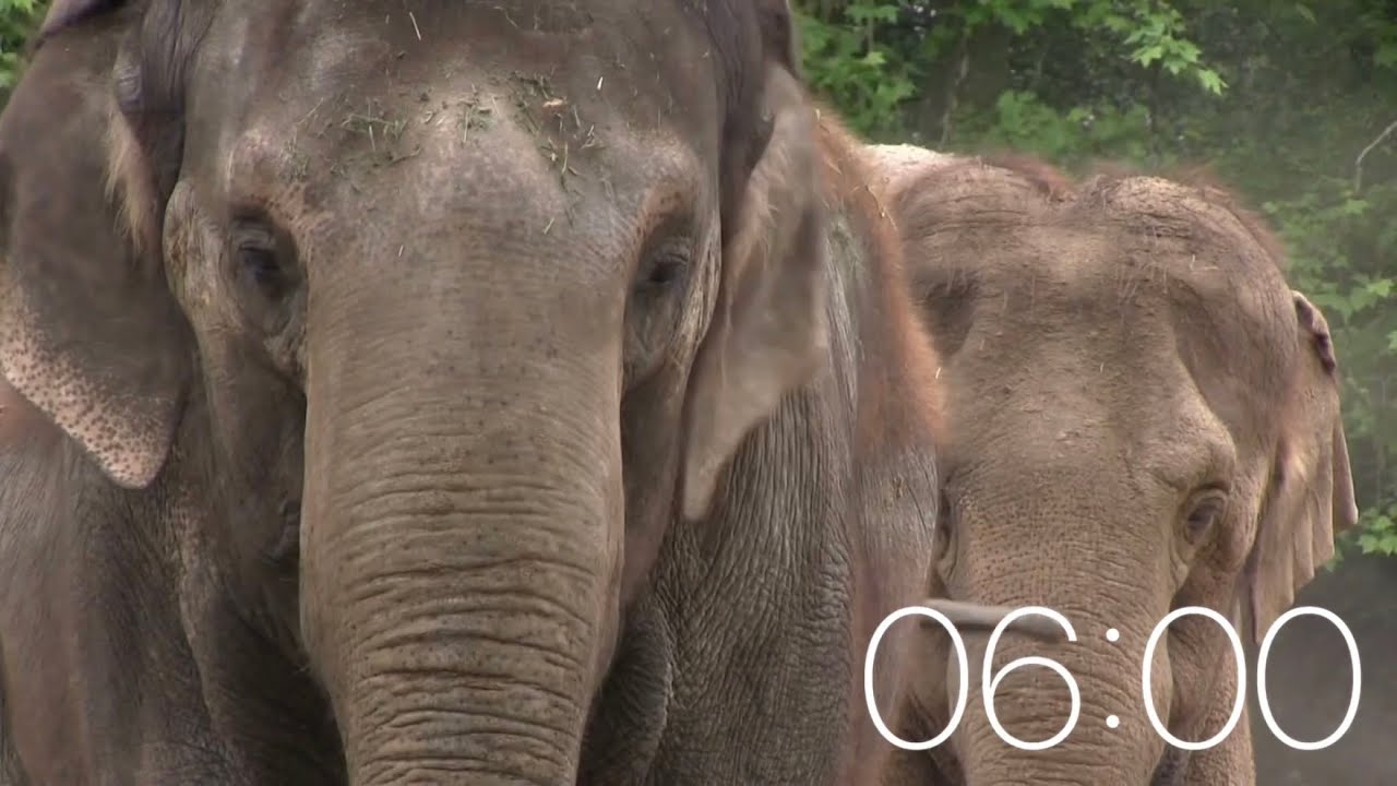 6 Minute Timer - Safari