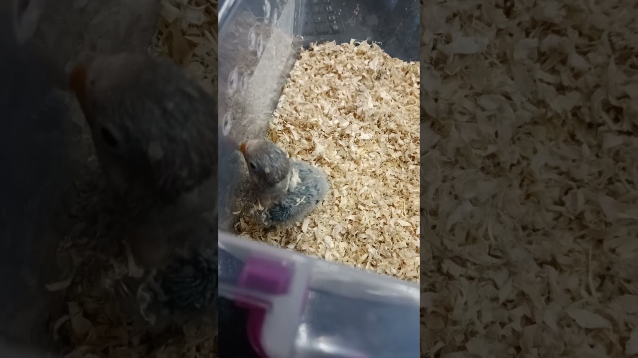 Blippi the baby african lovebird wants attention! (also vibrates. lol)