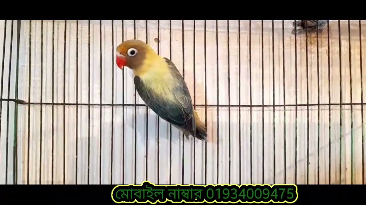 দমি দামি লাভবাড পাখি কিনুন কমদামে