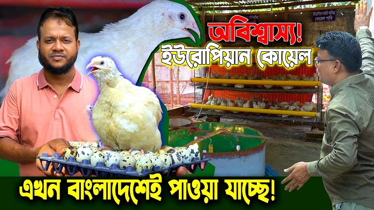 ৪০ দিনে ৪০০ গ্রাম! বছরে ৩২০ ডিম — বিশ্বের সবচেয়ে বড় ইউরোপিয়ান কোয়েল এখন বাংলাদেশে 🇧🇩