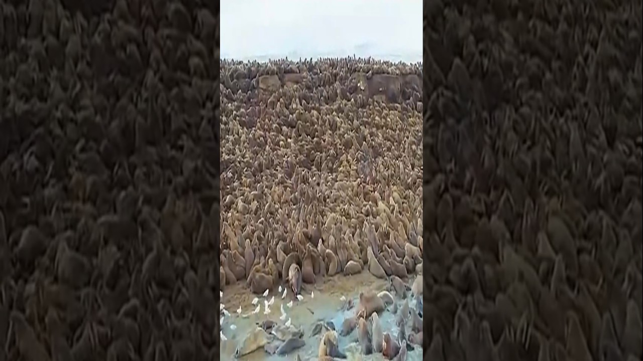 Why Do Walruses Fall Off Cliffs? #shorts