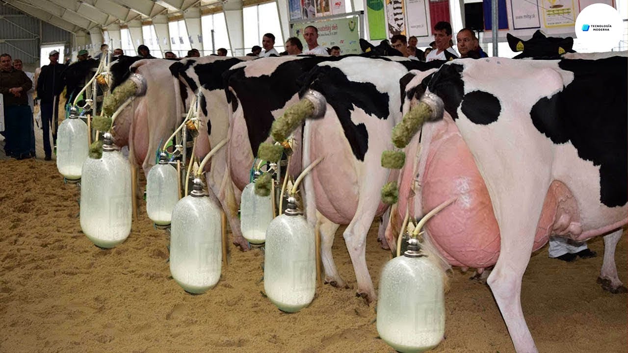 Como Se Hace Elabora La Leche - Tecnología Moderna De Granjas Lecheras | Fabrica