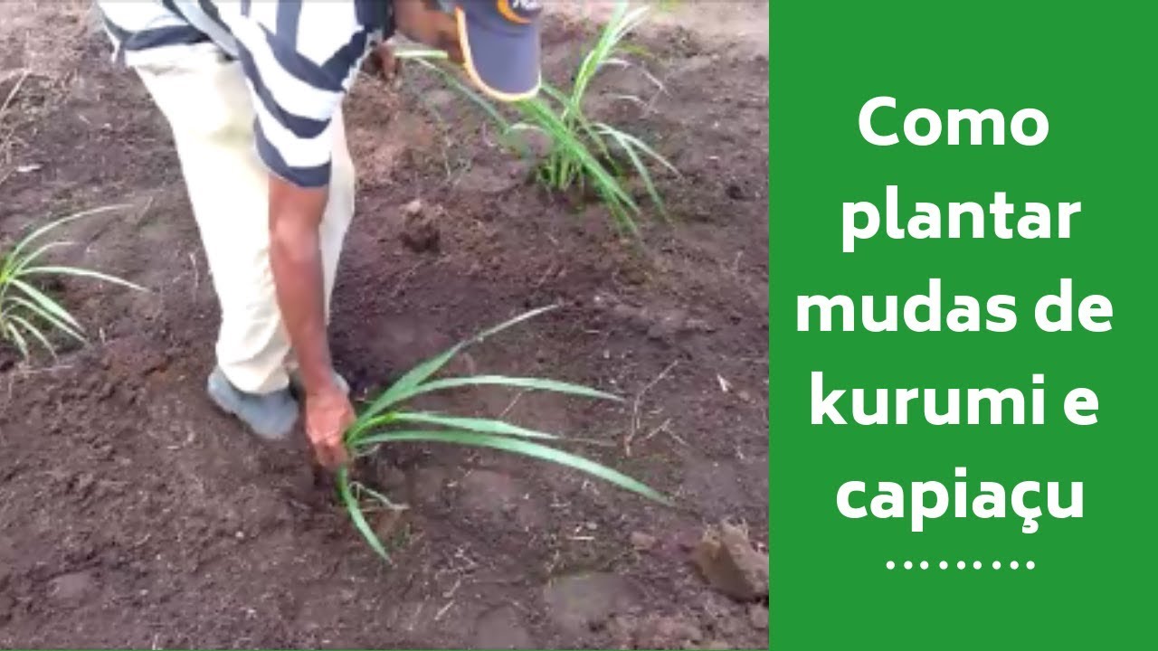 Como plantar mudas de Kurumi e Capiaçu