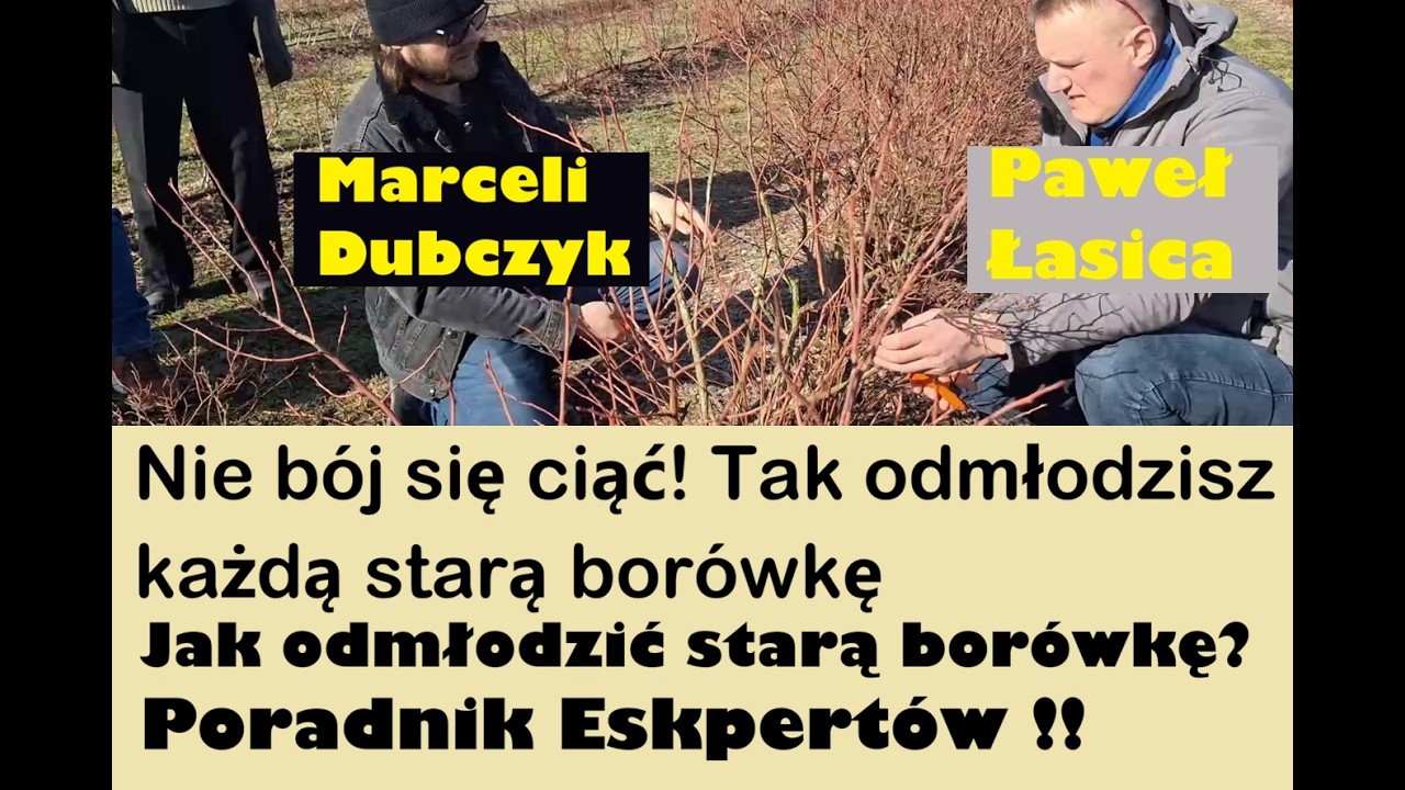 Więcej gałęzi to MNIEJ owoców? Paradoks odmładzania borówki. POKAZ CIĘCIA ODMŁADZAJĄCEGO BORÓWKI !!