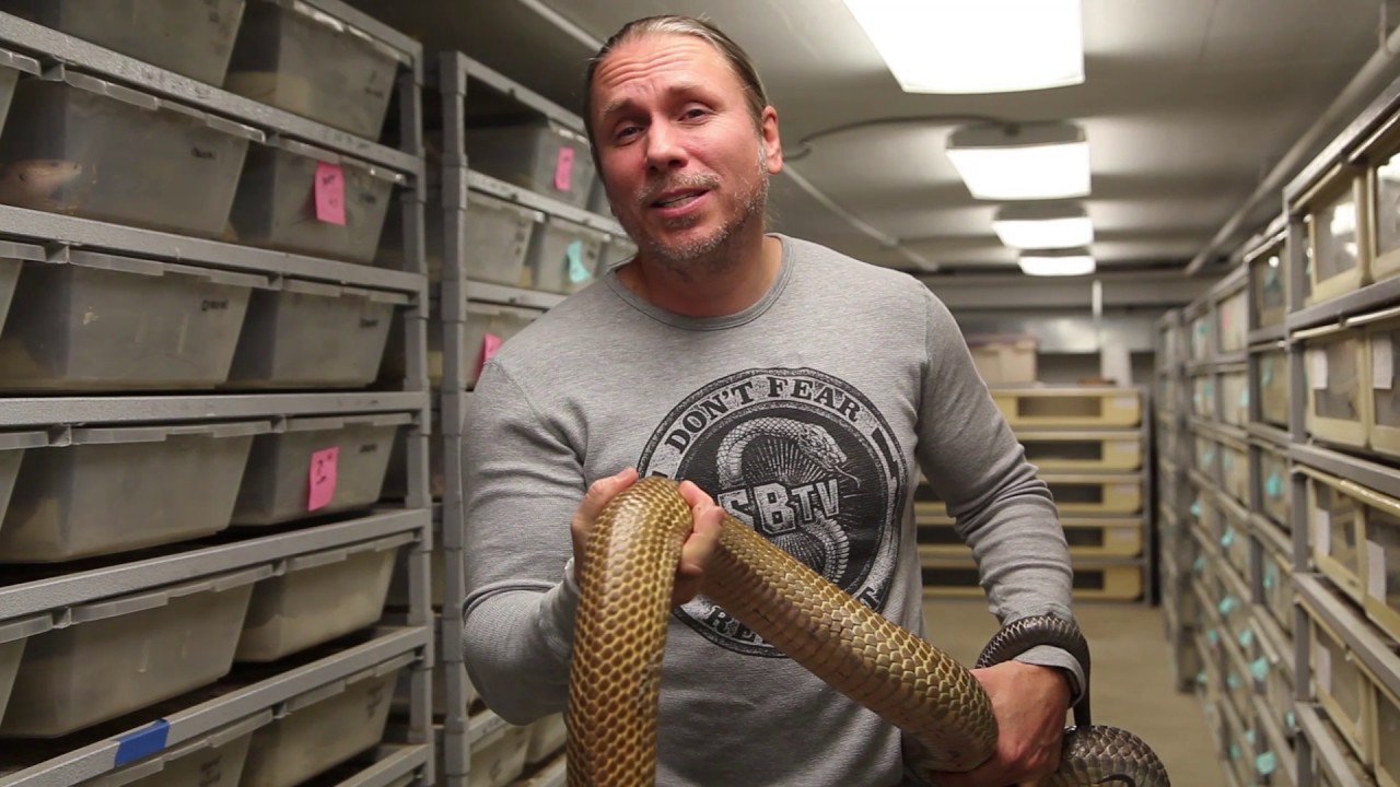 HOW TO HIBERNATE YOUR SNAKE AND REPTILES! SnakeBytesTV
