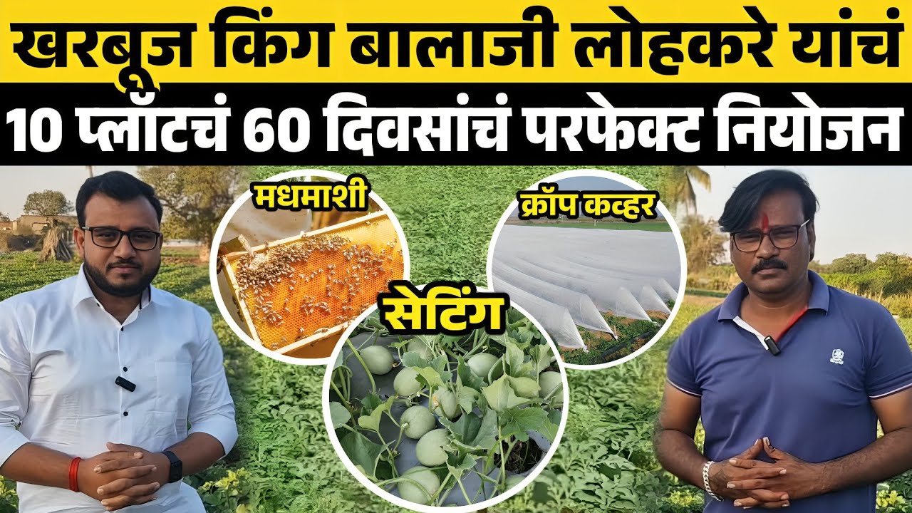 ♦️खरबुजाचे एकाचवेळी 10 प्लॉट | 60 दिवसांचा मेगाप्लॅन | दरवर्षी लाखोंचं उत्पन्न..