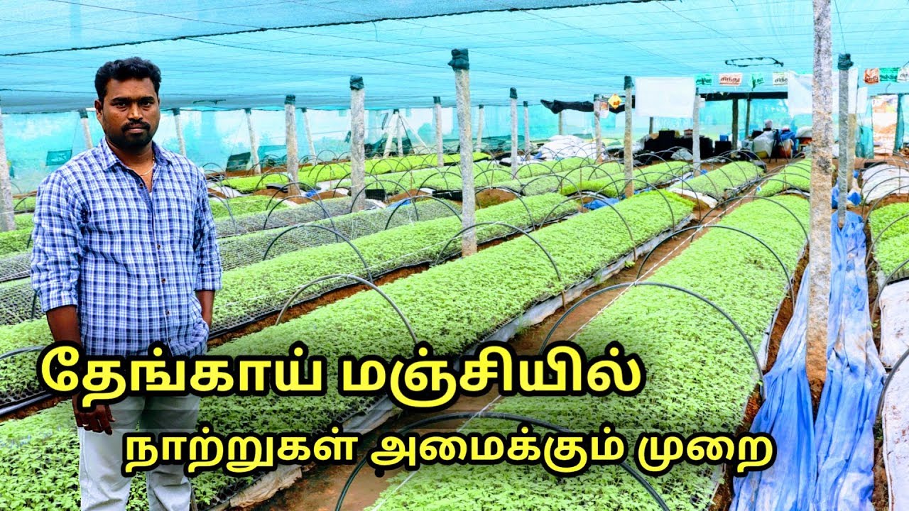தேங்காய் மஞ்சியில் நாற்றுகள் அமைக்கும் முறை || Hi - tech nursery in oddanchatram