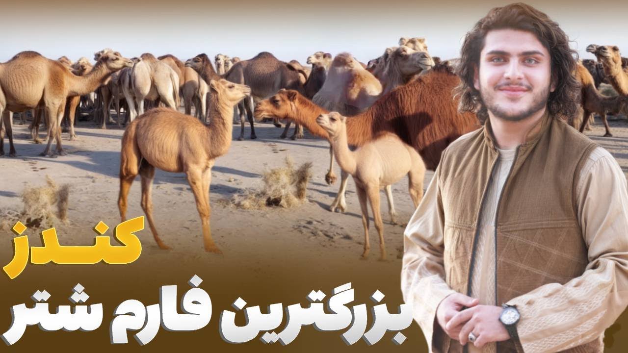 هی میدان طی میدان - دیدار باسط ایرج از بزرگترین فارم شتر ولایت کندز