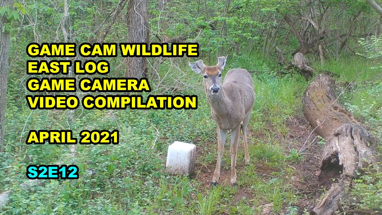 Game Camera Compilation East Log April 2021 S2E12 #gamecam #trailcam #wildlife