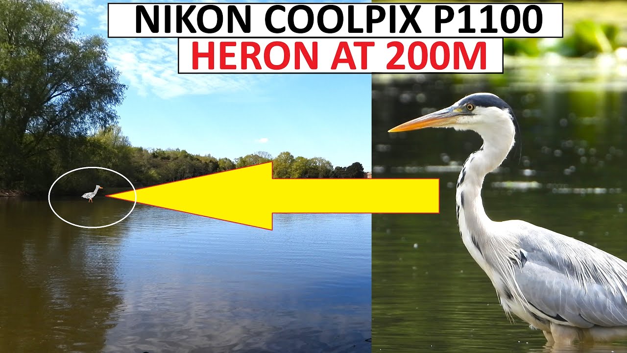 NIKON COOLPIX P1100 - Wildlife 4K ZOOM footage and photography