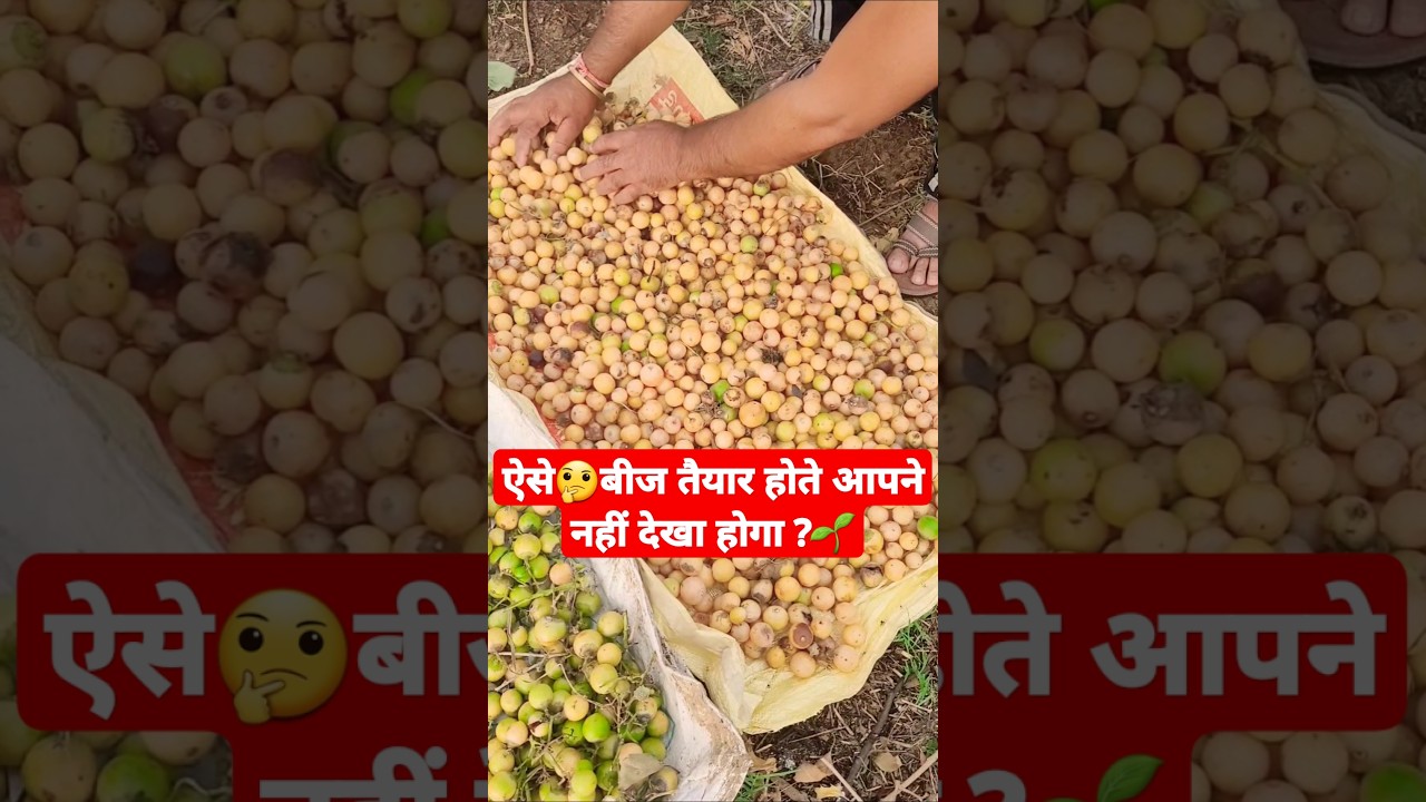 🌳🚜लसोड़े की बीज तैयार करने की यूनिक प्रोसेस 🌱#lasoda #farming #seeds #technology!