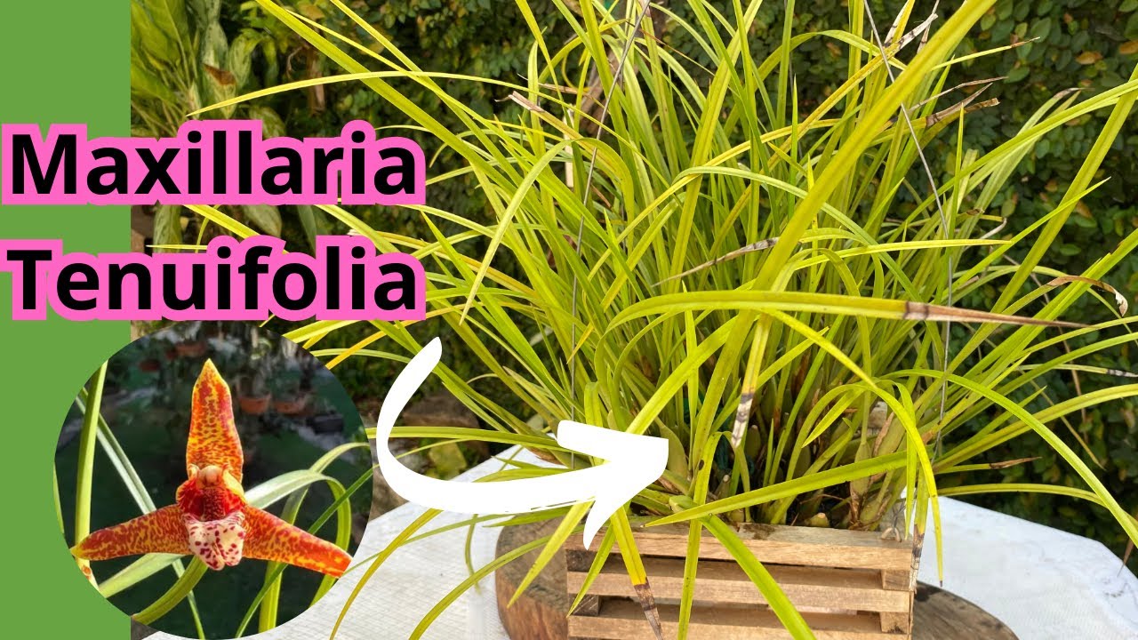 Touceira de orquídea , como retirar do cachepô e replantá-la?