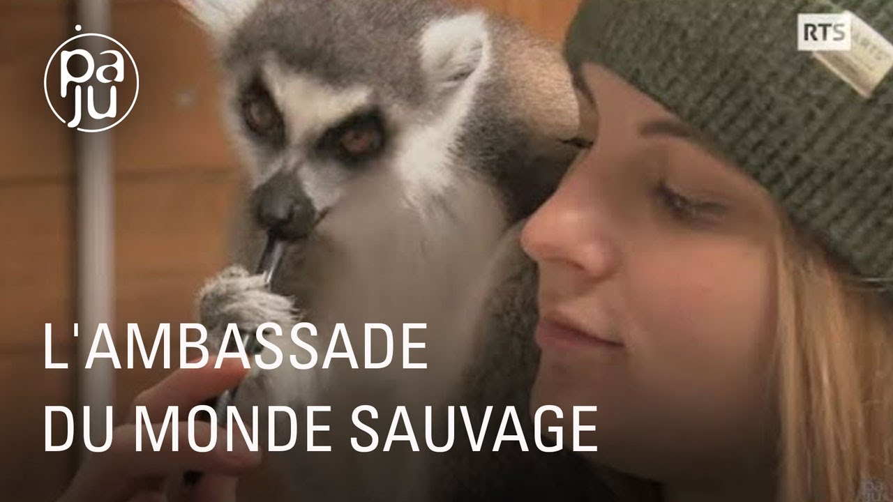 Le Bioparc recueille, soigne et étudie les espèces animales en danger