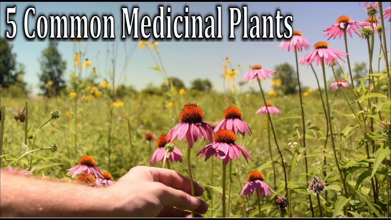 5 Common Medicinal Plants and Herbs YOU CAN FORAGE!!
