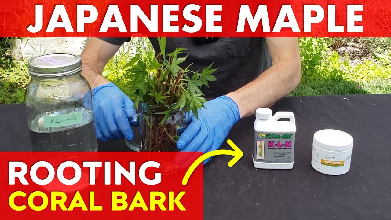Root 'Sango kaku' Coral Bark Japanese Maple Tree Cuttings w/ Dyna-GRO K-L-N