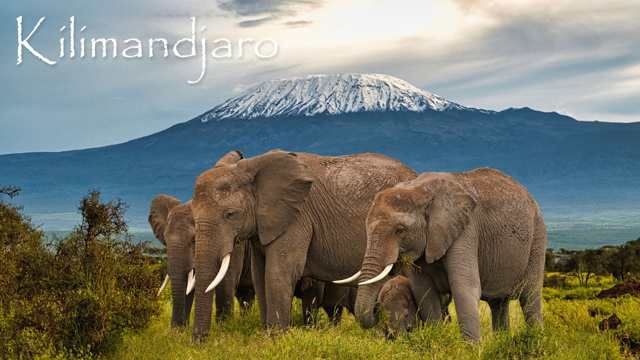 KILIMANDJARO | Musique rythmée aux sonorités africaines et vocalises aériennes