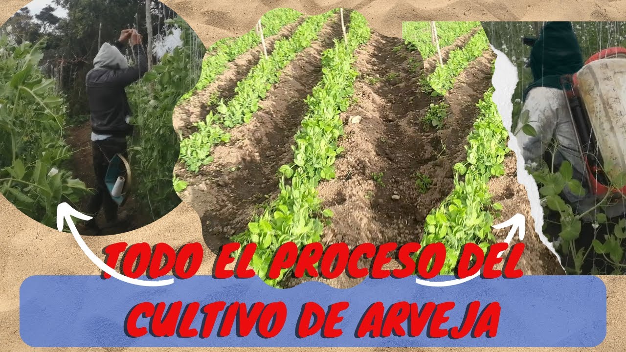 Mira todo el proceso en un cultivo de arveja