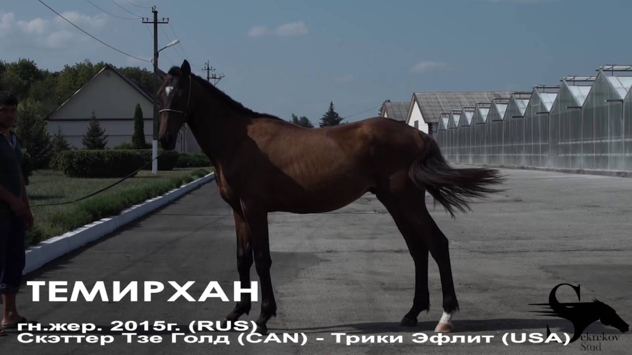 Продажа лошадей конный завод 