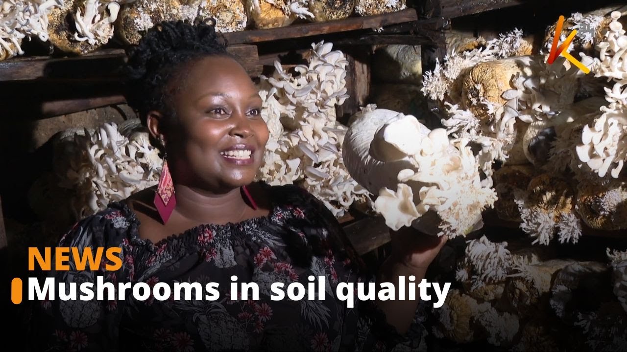 The importance of mushrooms in the environment and their benefits to humans