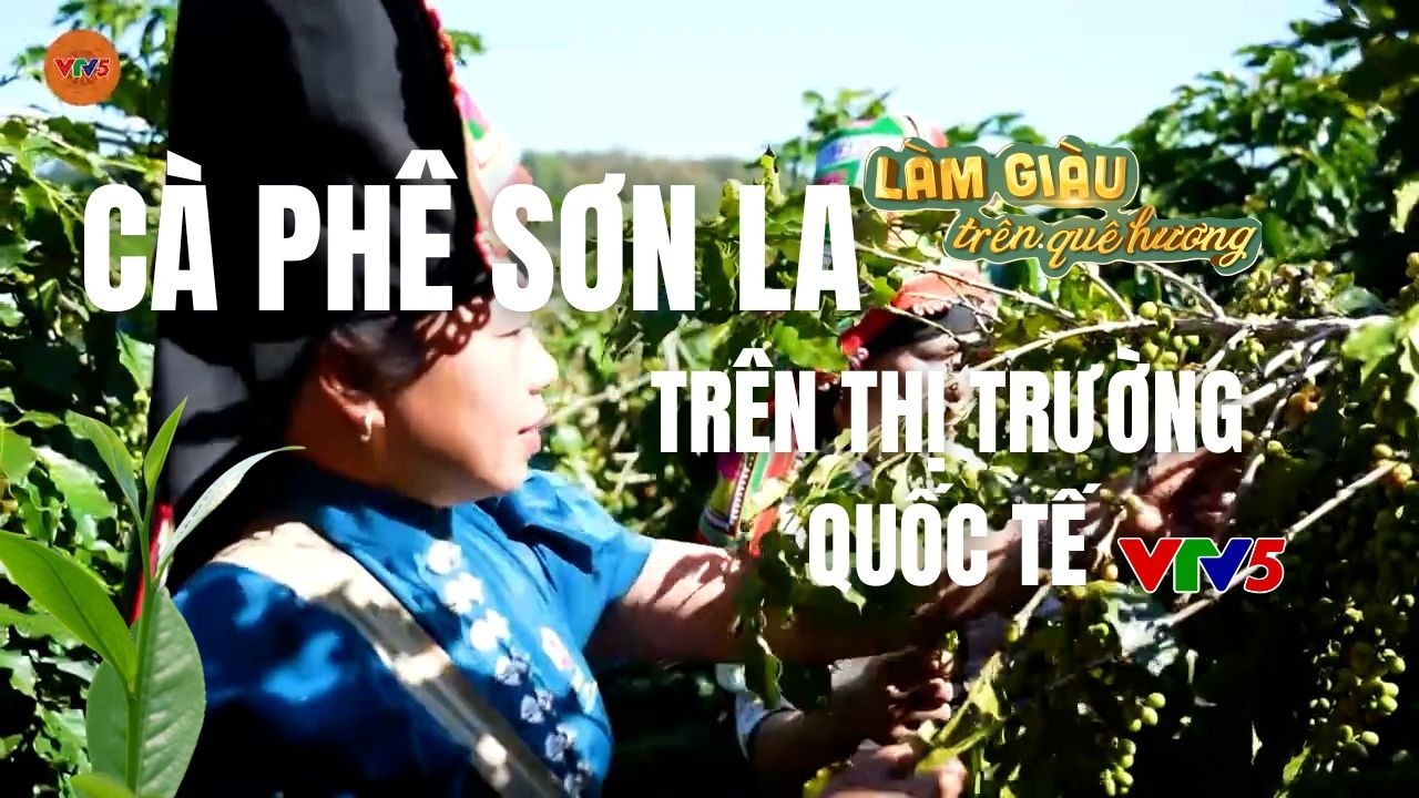 Cà phê Sơn La trên thị trường quốc tế | LÀM GIÀU TRÊN QUÊ HƯƠNG | VTV5