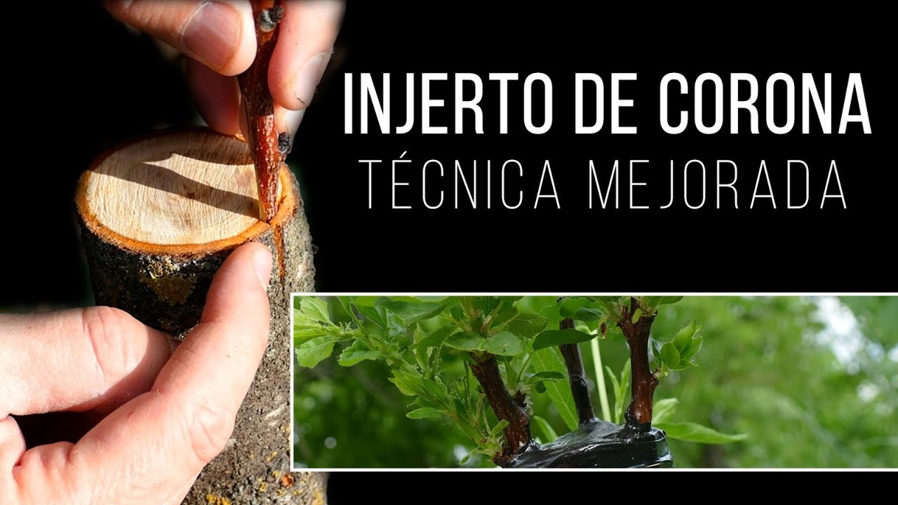 Injerto  de albaricoque sobre almendro. Principio de primavera.  Éxito asegurado.