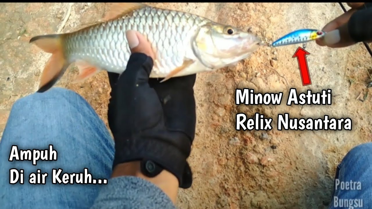 Casting Hampala, Mancing Hampala menggunakan Lure Astuti Dari Relix Nusantara