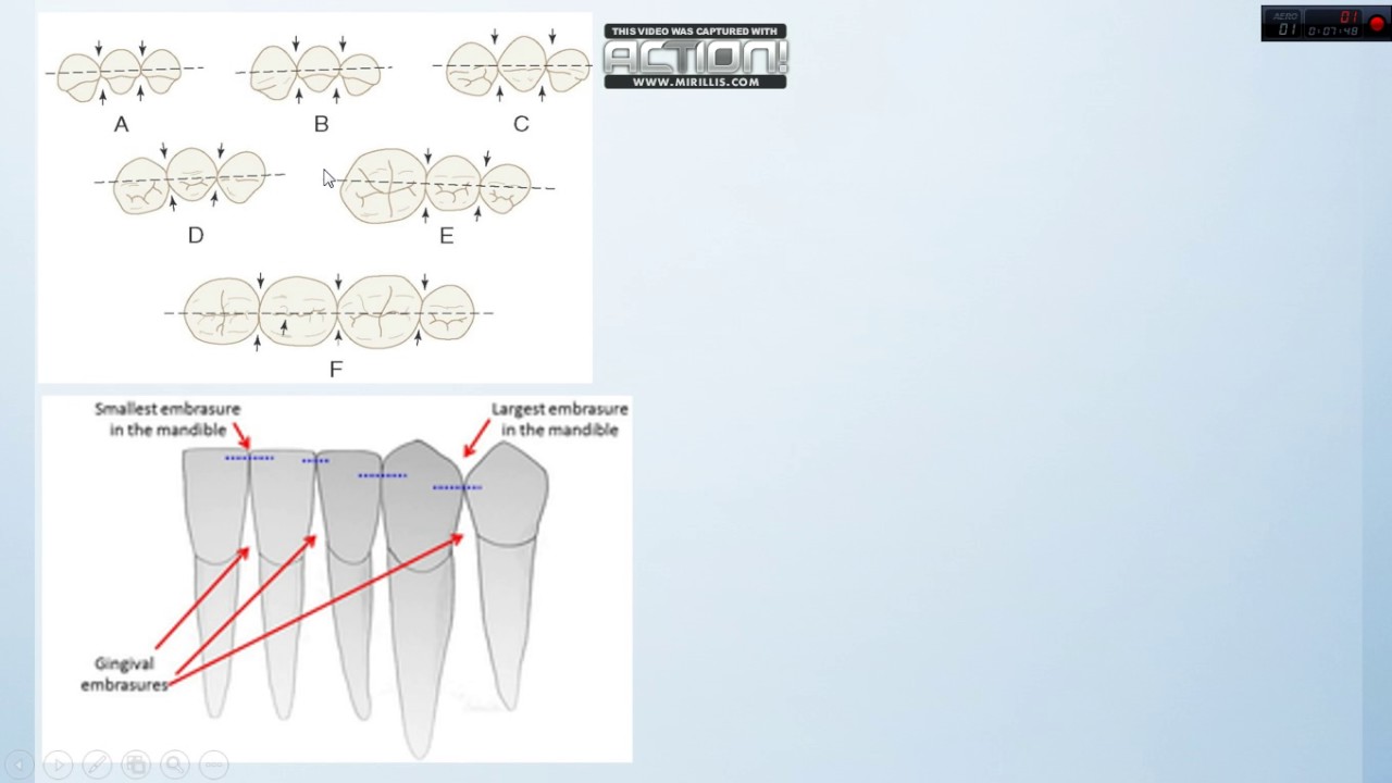 Anatomía Dental Aplicada , Generalidades parte 2