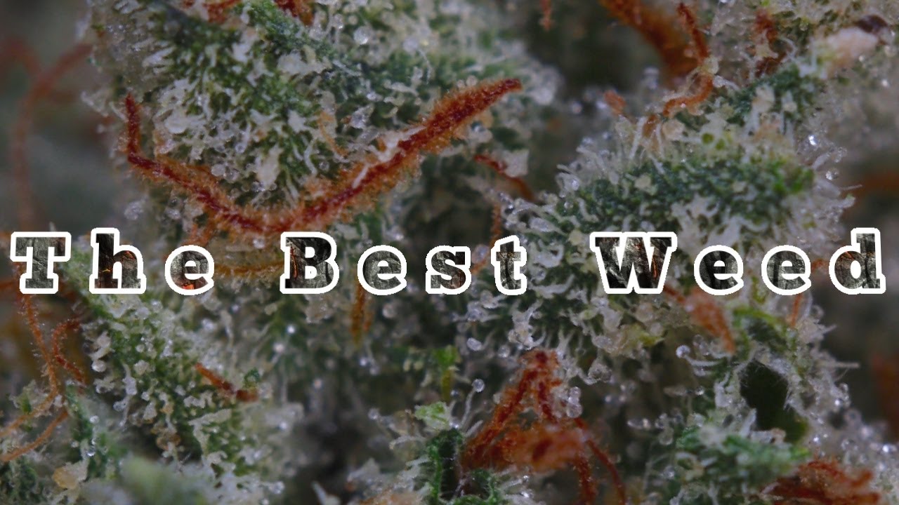 IS KUSH THE BEST 🥦???