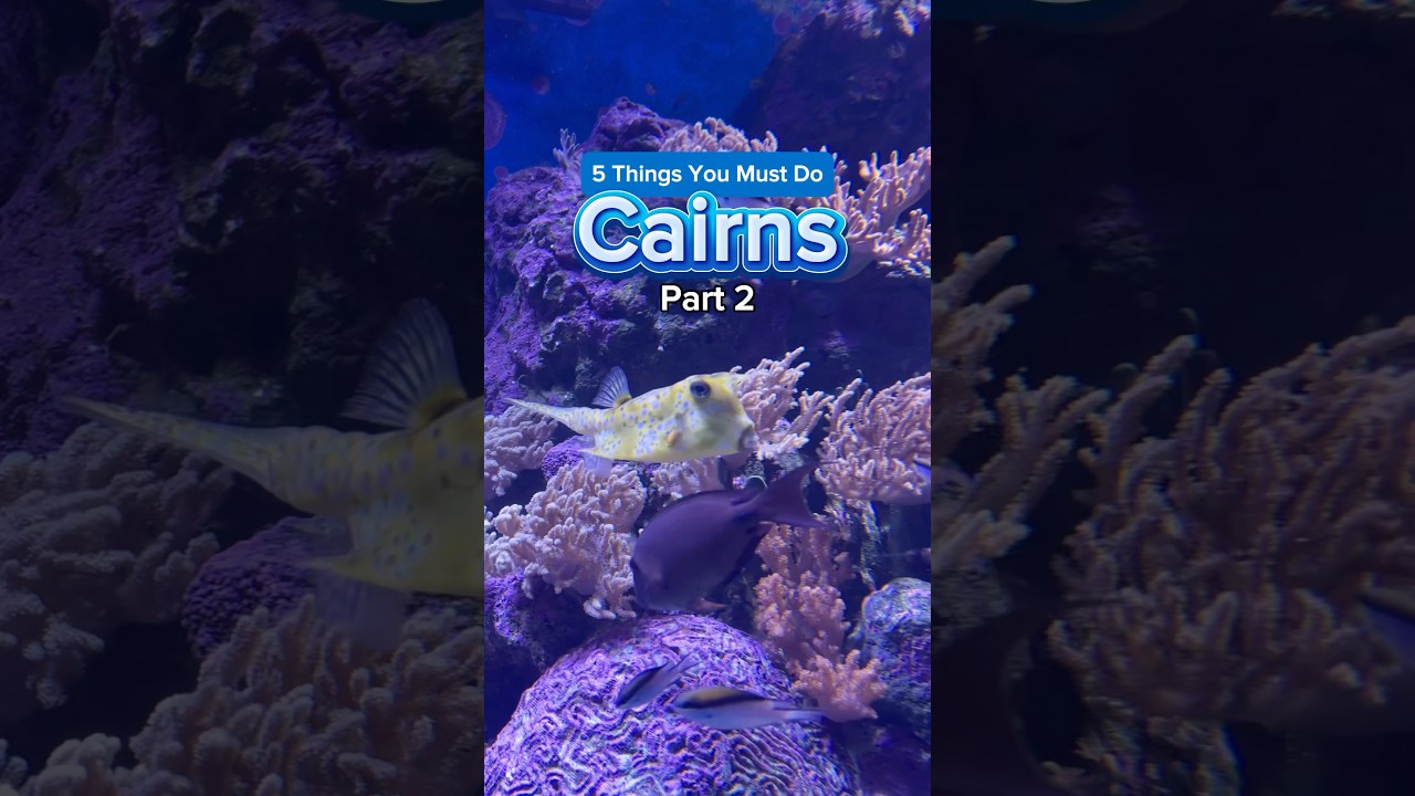 Things to do in Cairns, Queensland (part 2) 🐠🪸 #queensland #cairns #australia #greatbarrierreef