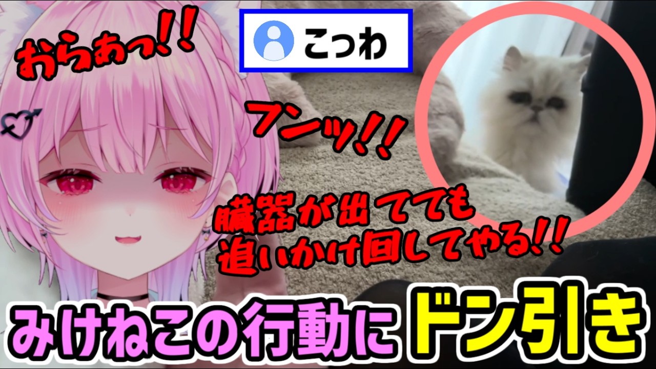 ナイフで襲われたときの対処法を実演するみけねこを見てドン引きする飼い猫 【みけねこ 切り抜き】【2026/04/03】