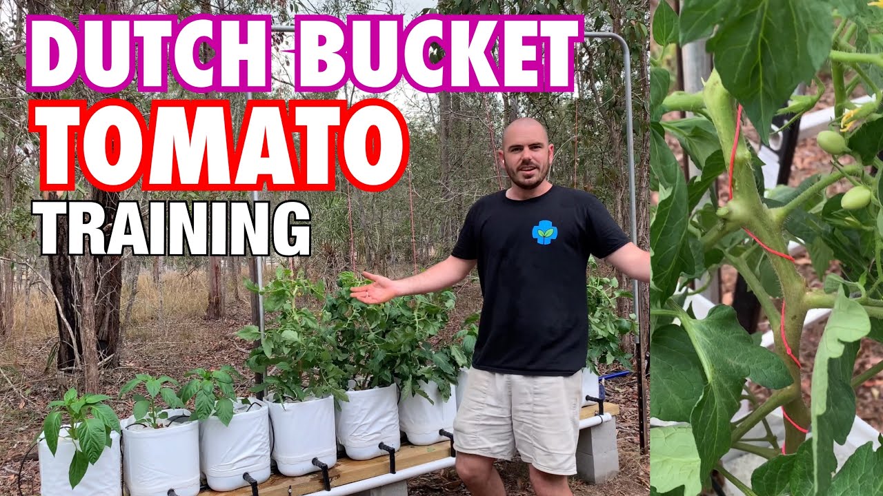 Dutch Bucket Tomato Trellis & Training + Video Updates