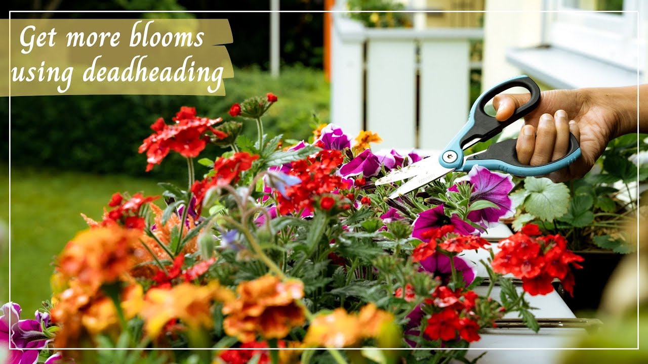 The CORRECT way of Deadheading Flowers | Get more Blooms on your plants