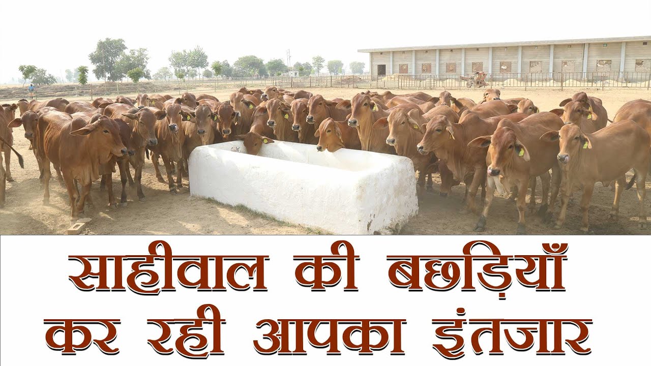 Sahiwal की बछड़ियाँ कर रही आपका इंतजार | Kamdhenu Gaushala |  Sahiwal Cow | Sahiwal Bull | KGSG