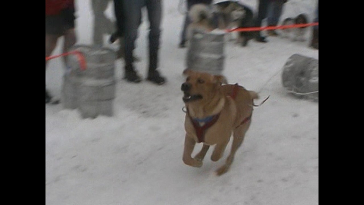 K9 Keg Pull and Parade of Lights | Sandpoint Winter Carnival (2002)