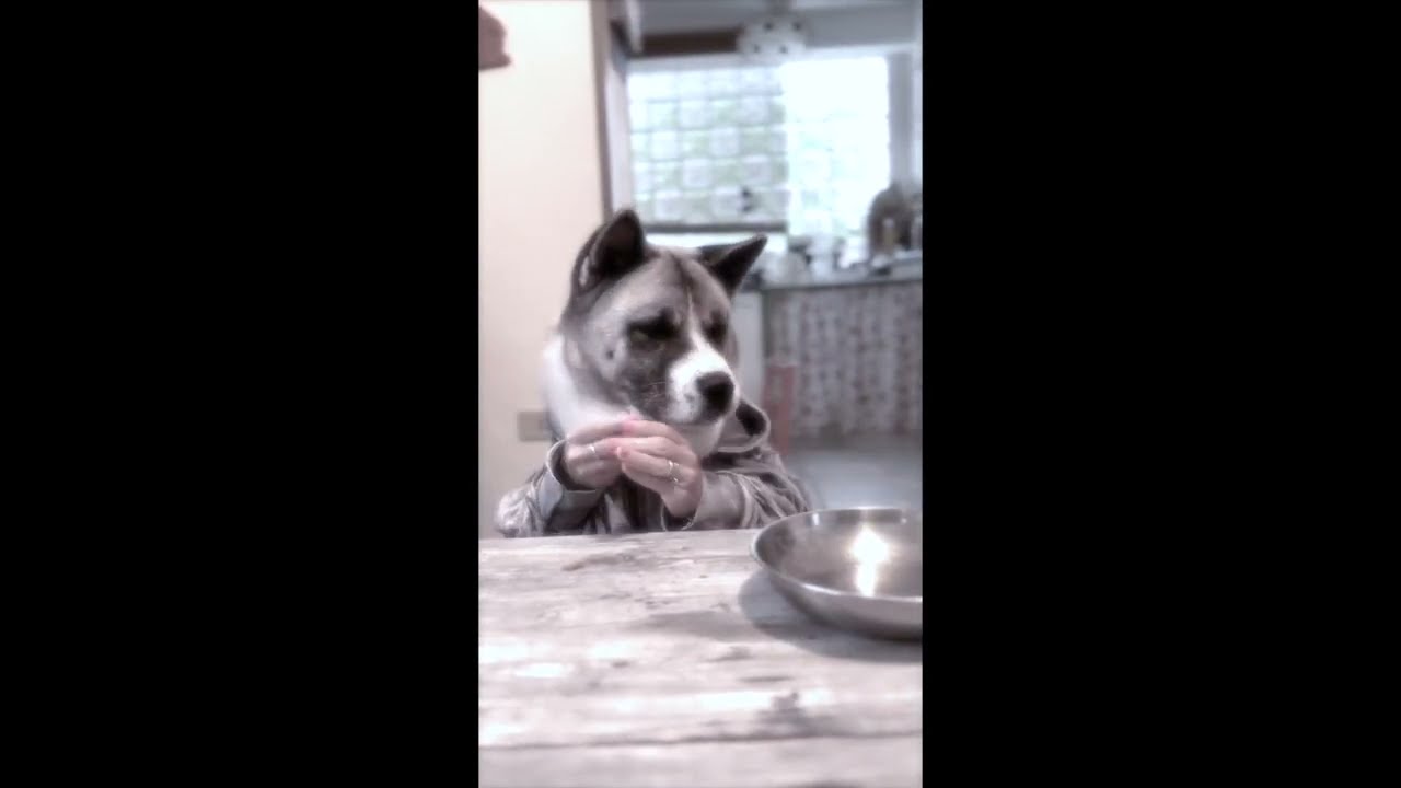 Hungry dogs